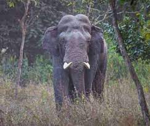 कोटद्वार रेंज में चारापत्ती लेने गई महिलाओं को हाथी ने किया हमला..