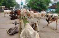 धामी सरकार ने राज्य भर में की 47 गौशालाएं और बनाने की घोषणा
