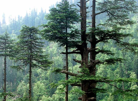 जागेश्वर धाम में सड़क चौड़ीकरण के लिए एक हजार पेड़ काटने की तैयारी, विरोध में उतरे ग्रामीण..