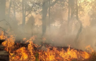 नहीं थम रही जंगलों की आग, 24 घंटे में 23 जगह धधके जंगल..