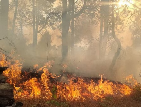 नहीं थम रही जंगलों की आग, 24 घंटे में 23 जगह धधके जंगल..