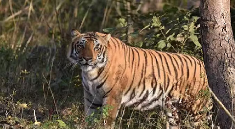 नए साल में राजाजी टाइगर रिजर्व में आएगा बाघ, सभी तैयारी पूरी..