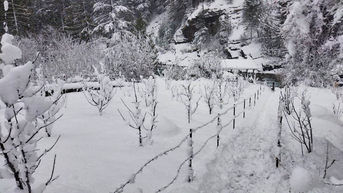 उत्तराखंड में मौसम का बदला मिजाज: बर्फबारी से पहाड़ों पर बिछी सफेद चादर, कड़ाके की ठंड का दौर जारी