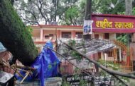 देहरादून कचहरी परिसर में गिरा विशाल पेड़, स्टांप विक्रेता की दुकान हुई ध्वस्त
