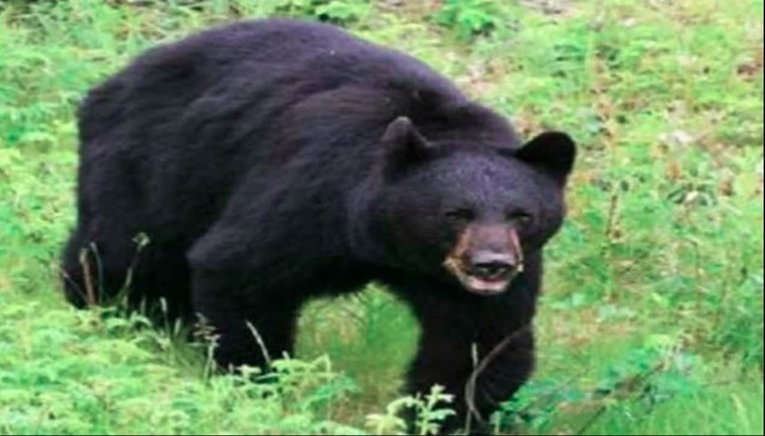 खेतों में घास लेने गई महिला पर किया भालू ने हमला, अस्पताल पहुंचने से पहले तोड़ा दम