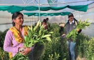 उद्यमिता से स्वरोजगार बढ़ाकर पलायन रोक रही ग्रामोत्थान परियोजना