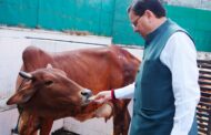 मुख्यमंत्री धामी ने गोवर्धन पूजा पर किया गौ माता का पूजन और सेवा