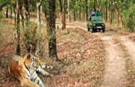 वन्यजीव प्रेमियों के लिए अच्छी खबर, 15 अक्टूबर से पर्यटकों के लिए खोल दिया जाएगा बिजरानी जोन
