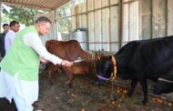 कैबिनेट मंत्री गणेश जोशी ने गोवर्धन पूजा के अवसर पर किया गौमाता का पूजन 