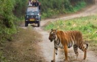 राजाजी टाइगर रिजर्व में 15 नवंबर से शुरू होगी जंगल सफारी