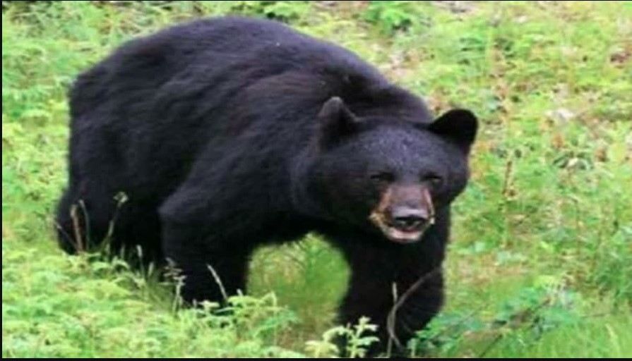 राज्य में मानव–वन्यजीव संघर्ष बढ़ा, भालू के हमलों में हुई सबसे अधिक मौतें