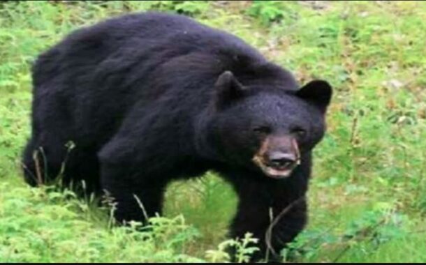 खेत में चारा लेने गई युवती पर किया भालू ने हमला, गंभीर रूप से घायल